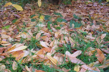 autumn in my garden, the leaves are different colors