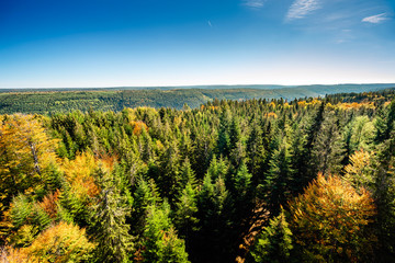 Black Forest treetop landscape in autumn