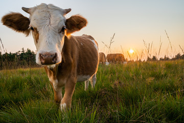 K&uuml;he im Sonnenuntergang