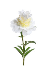 White-yellow peony with a terry center peony isolated on a white background.
