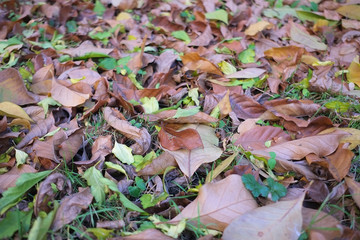autumn in my garden, the leaves are different colors