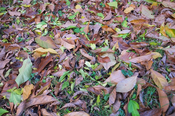 autumn in my garden, the leaves are different colors