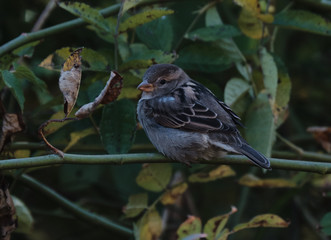 Sparrow, profile