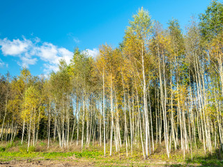 Autumn landscape with colorful trees