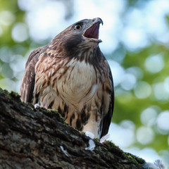 Red Tailed Hawk