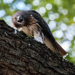 Red Tailed Hawk