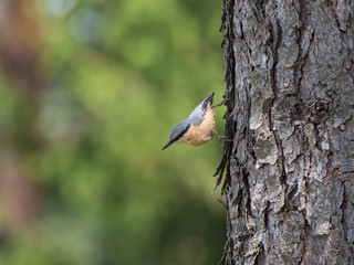 Close up wood Nuthatch or Eurasian nuthatch, climbing on larch tree trunk with head down. Green bokeh background, copy space.