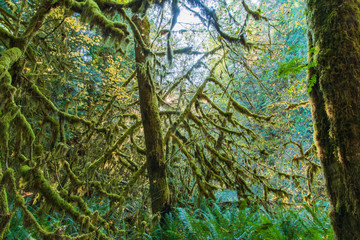 Rain Forest Views in the Morning on the Marymere Trail Near Lake Crescent-Olympic National Park in October-2