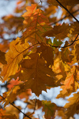 golden colors of autumn leaves