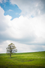 Fototapeta na wymiar arbre dans un champ au printemps