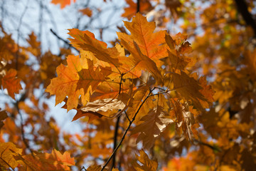 Fototapeta na wymiar golden colors of autumn leaves