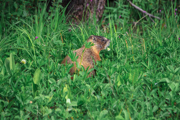 Obraz premium Marmot in Yellowstone National Park