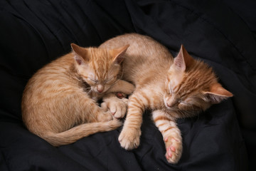Two red mongrel common kittens sweetly sleep on a dark blanket