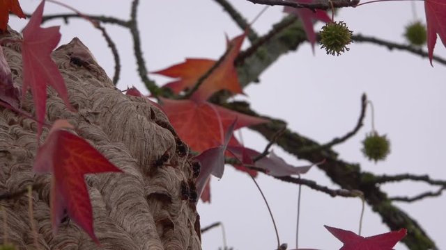 Asian giant hornet or Vespa mandarinia known as the yak-killer hornet flying around their neste on the tree with red leafs in fall