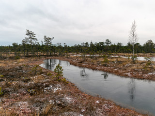 Obraz premium winter landscape with snow covered pine trees and swamp lakes