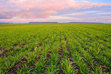 Green wheat field and sky in the colors of the sunset