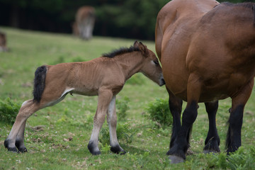 Just born baby horse