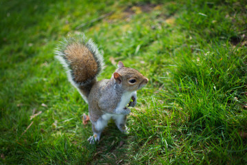 Playful squirrel