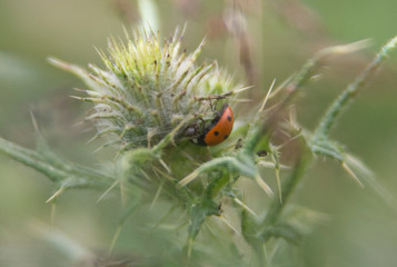 ladybird climbing a plant