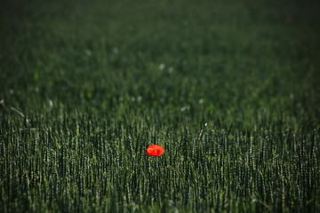 fleur de coquelicot dans un champ de blé