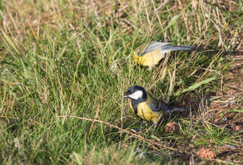 Close up two Great tit, Parus major birds on lush geen grass, selective focus, copy space.
