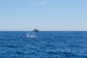 Dolphins jumping in the sea