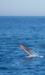 Dolphins swimming in the sea © urdialex