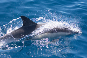 Dolphins swimming in the sea © urdialex
