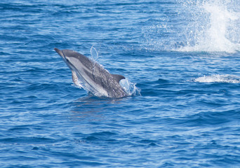 Dolphins jumping in the sea