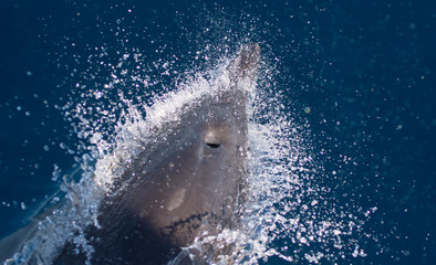Dolphins swimming in the sea © urdialex