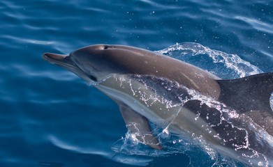 Dolphins swimming in the sea