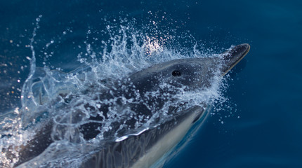 Dolphins swimming in the sea © urdialex