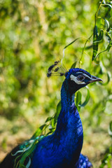 Blue beautiful peacock in nature