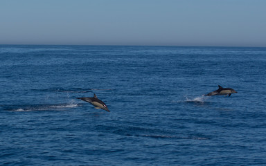 Dolphins jumping in the sea © urdialex