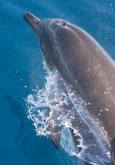 Dolphins swimming in the sea © urdialex