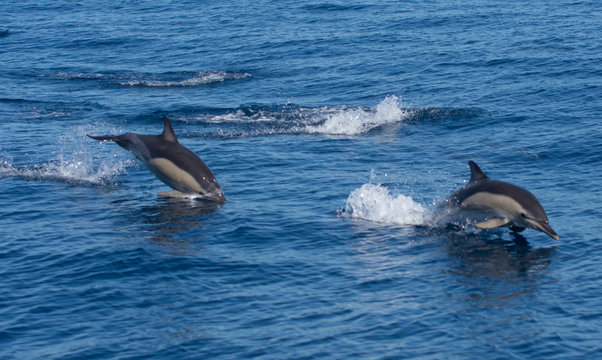 Dolphins jumping in the sea