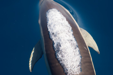 Dolphins breathing © urdialex