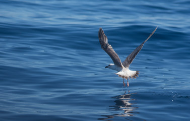Seagulls fishing in the sea © urdialex