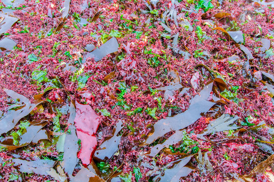 Seaweed on the beaches of Normandy