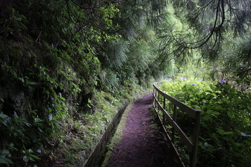 Obraz premium Levada, île de Faial (Les açores)