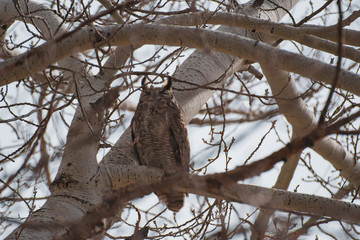 great horned owl