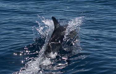 Naklejka premium dolphins swimming in the sea