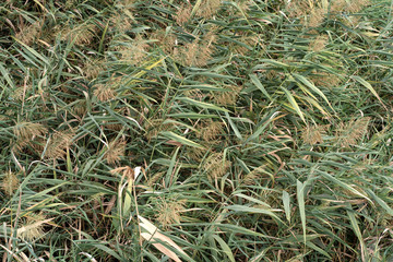 Background of green blossomed grass in the field, texture