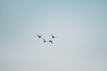 Birds in flight