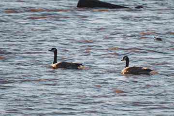 canada goose in the water