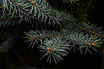 Close-up of blue spruce branch tips