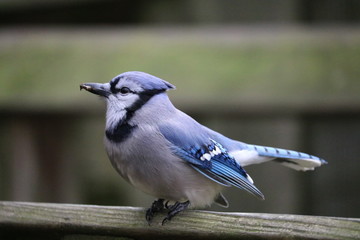 blue jay