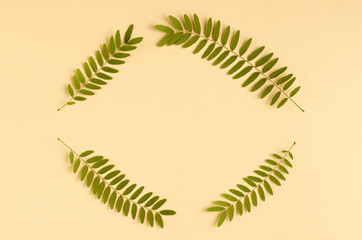 Green foliage, acacia branch composition on beige background.