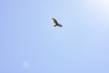 Vulture against a clear blue sky with sunburst in upper right corner.  Plenty of copy space.