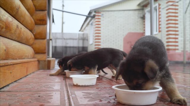 Little puppies of the East European Shepherd, eat each of their bowls. Puppies eat from a bowl. Cute curious puppy German Shepherd East-European Shepherd dog. Shallow focus. Copy space.